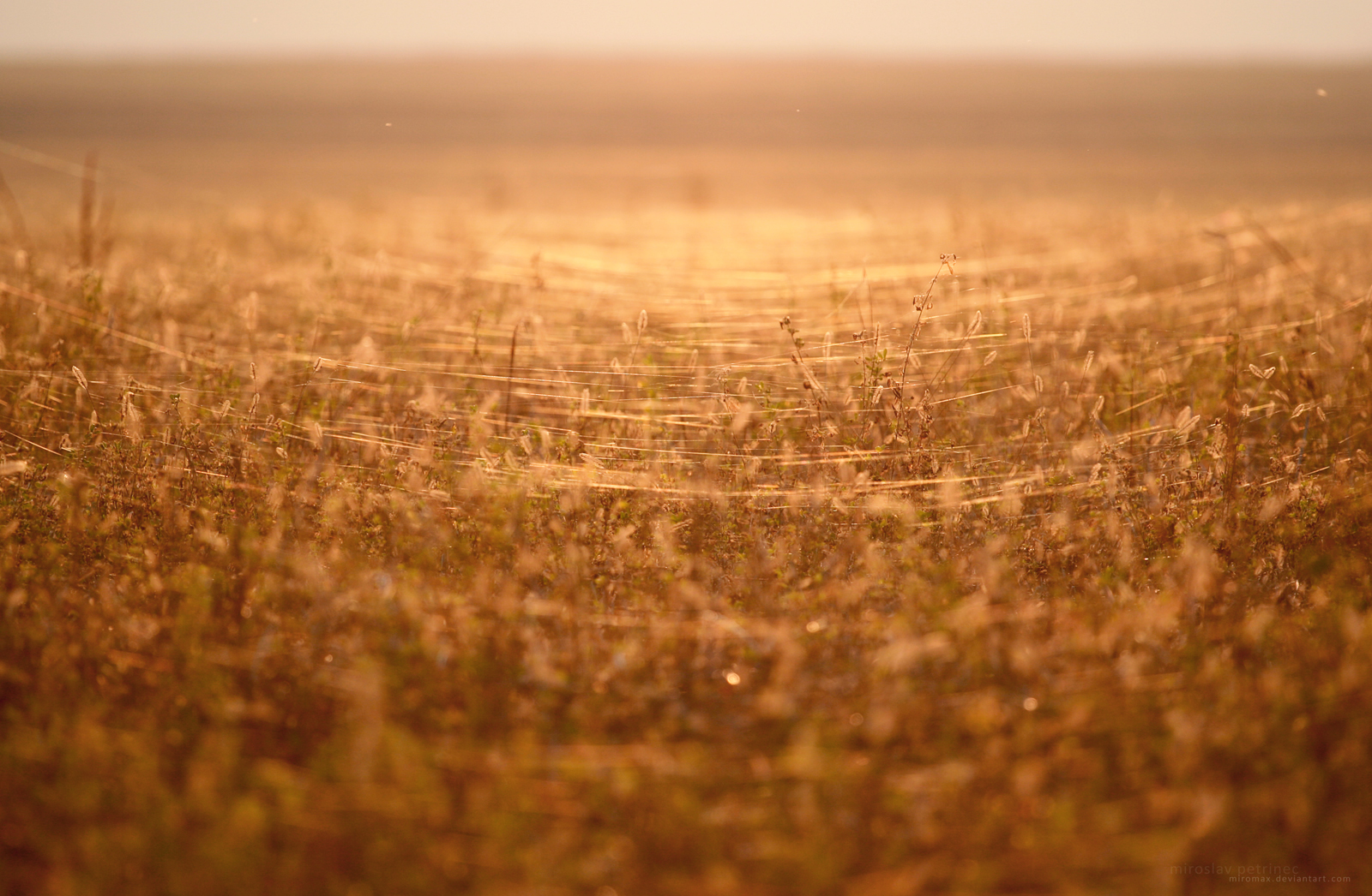 Grass Spiderweb