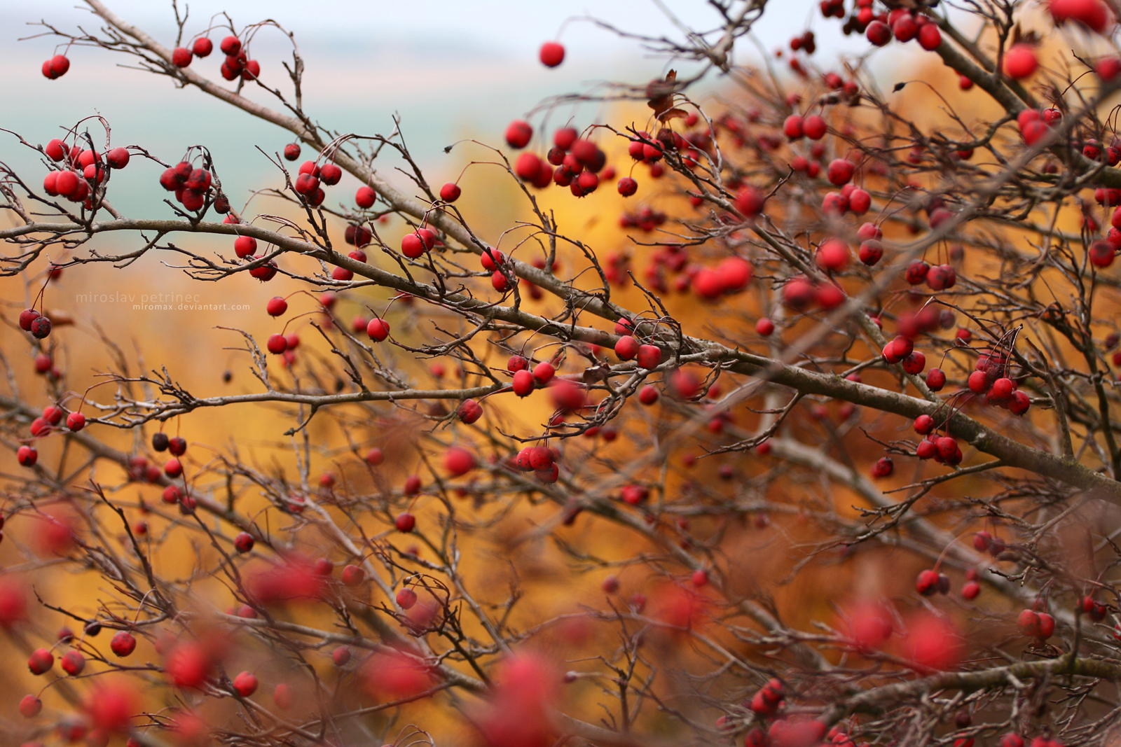 Crataegus Laevigata