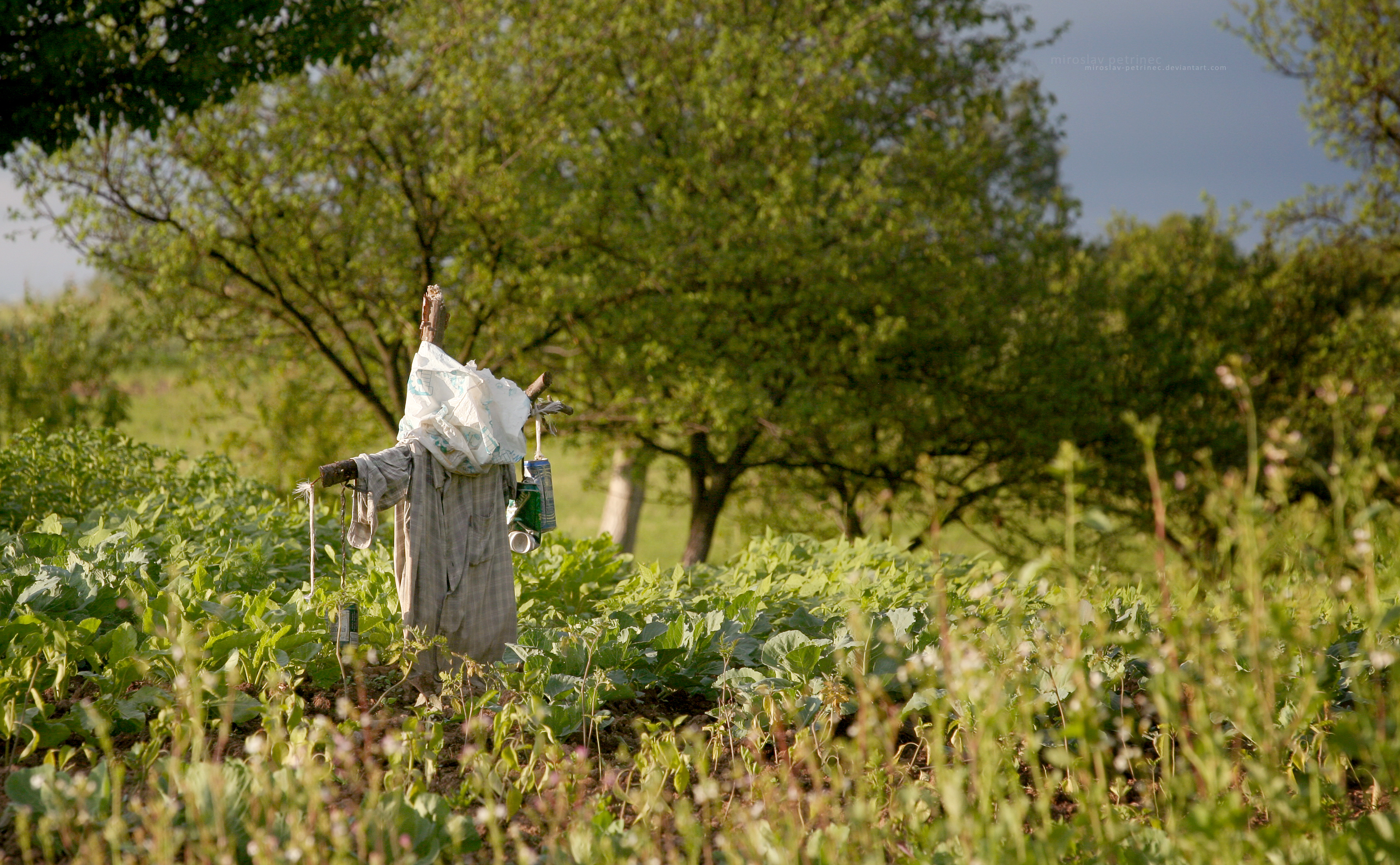 Scarecrow