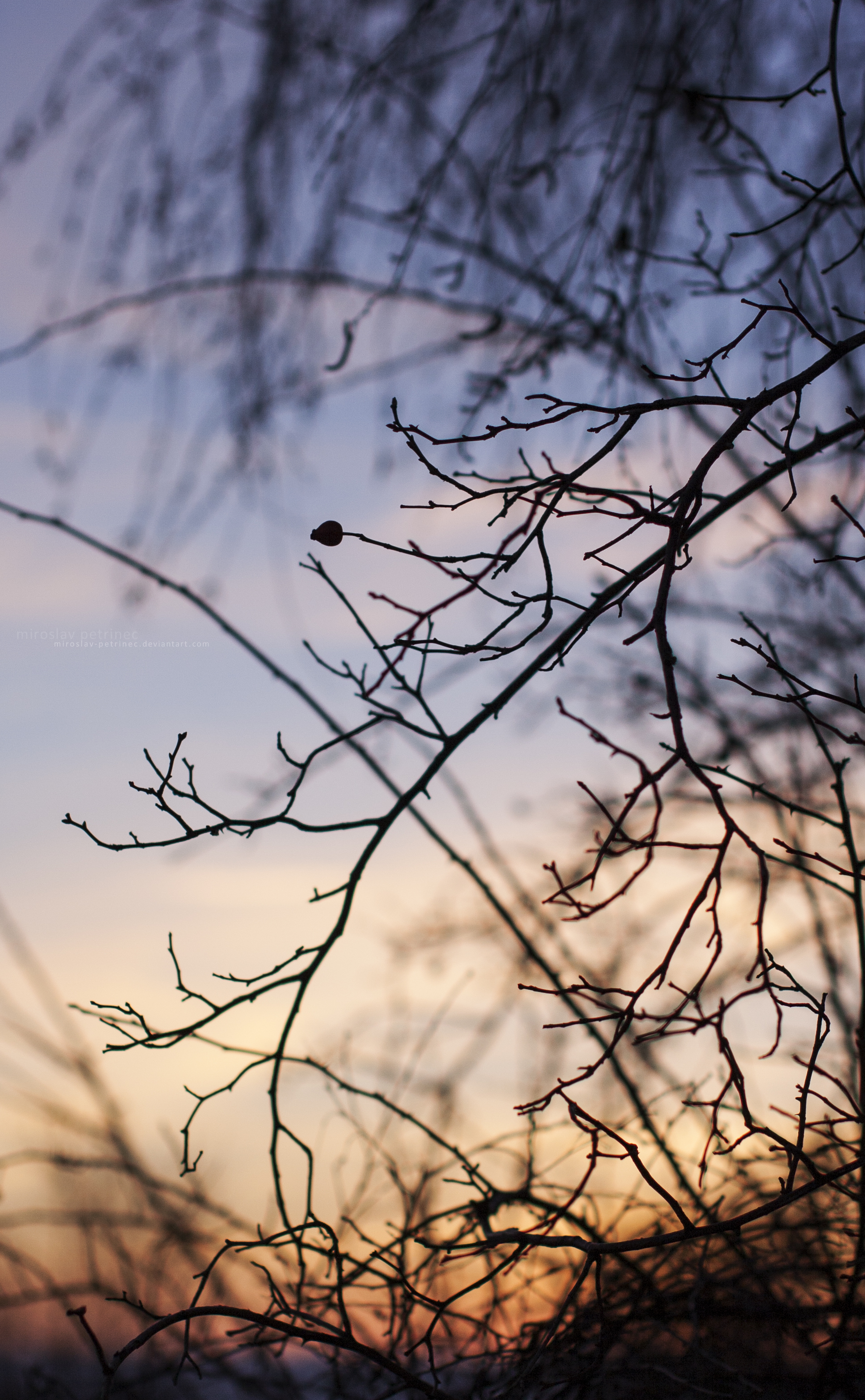 Rosa Canina After Sunset I