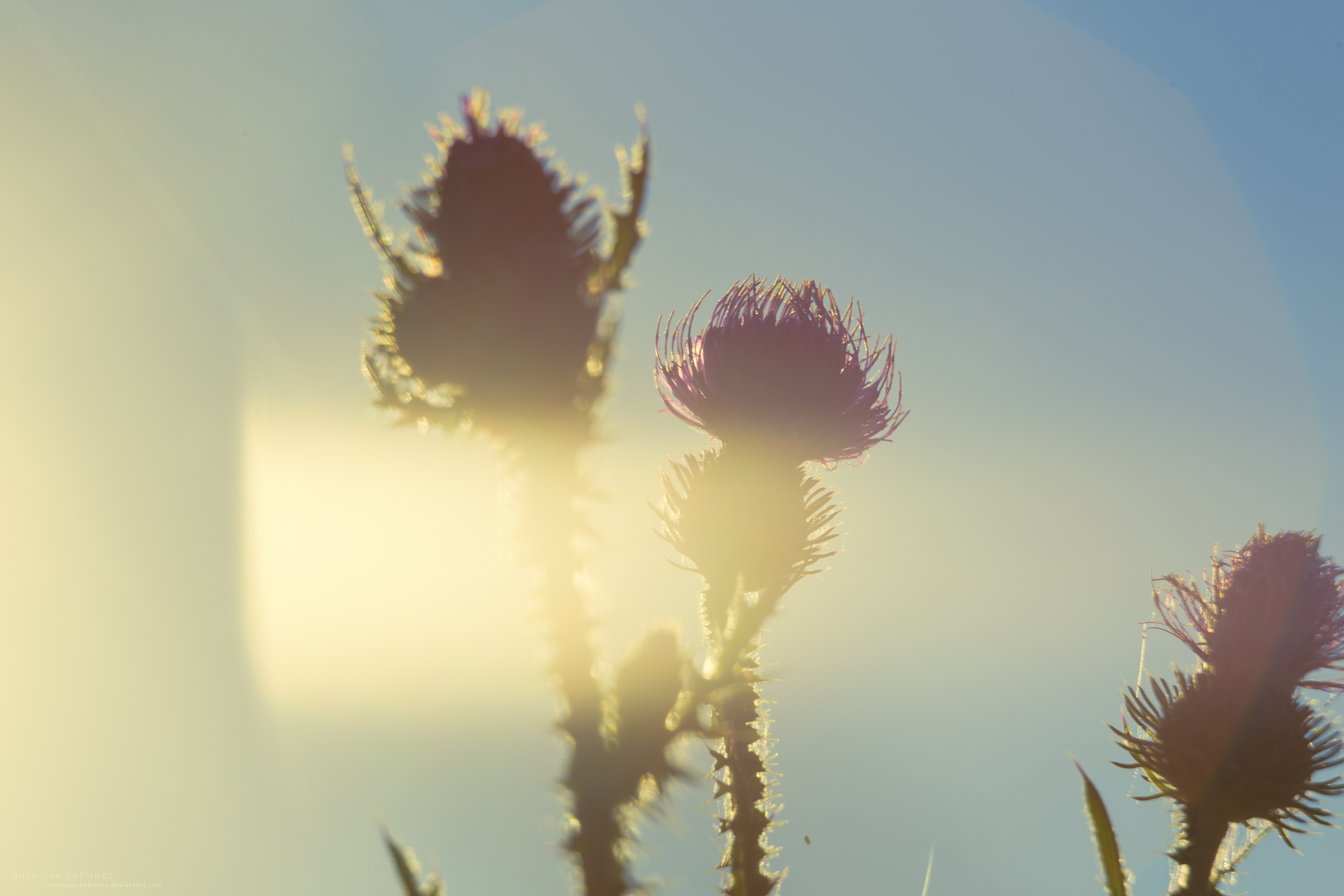 Thistle in light