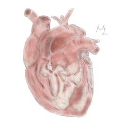 Anatomical Heart