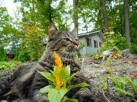 Cat sitting In My Garden