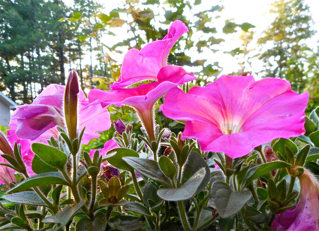 Pretty Pink Flowers