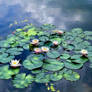 Water Lilies 2023