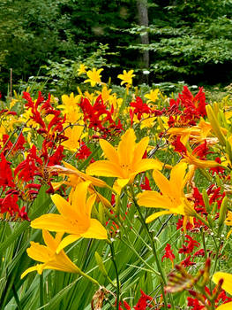Red and Yellow Flowers