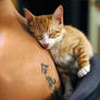 Niva, our hyperactive cat 2