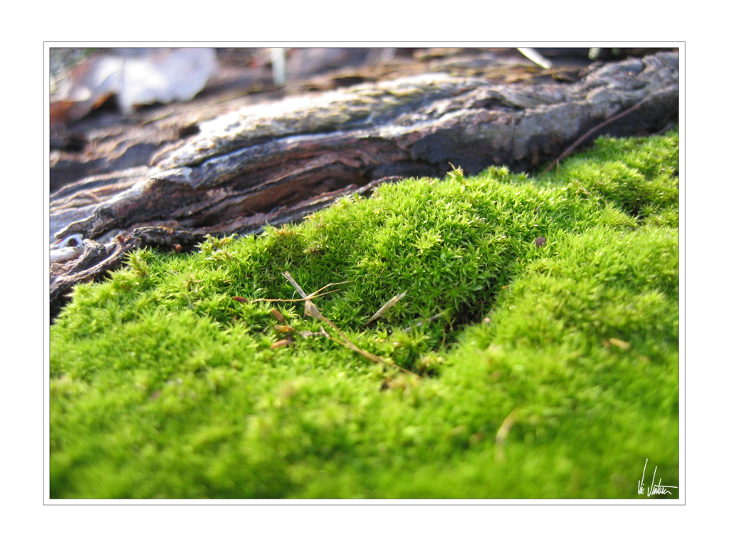 Mossy Green