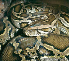 burmese python