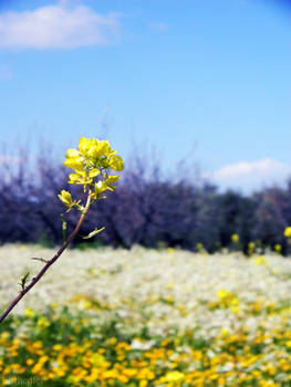 Smells like Spring