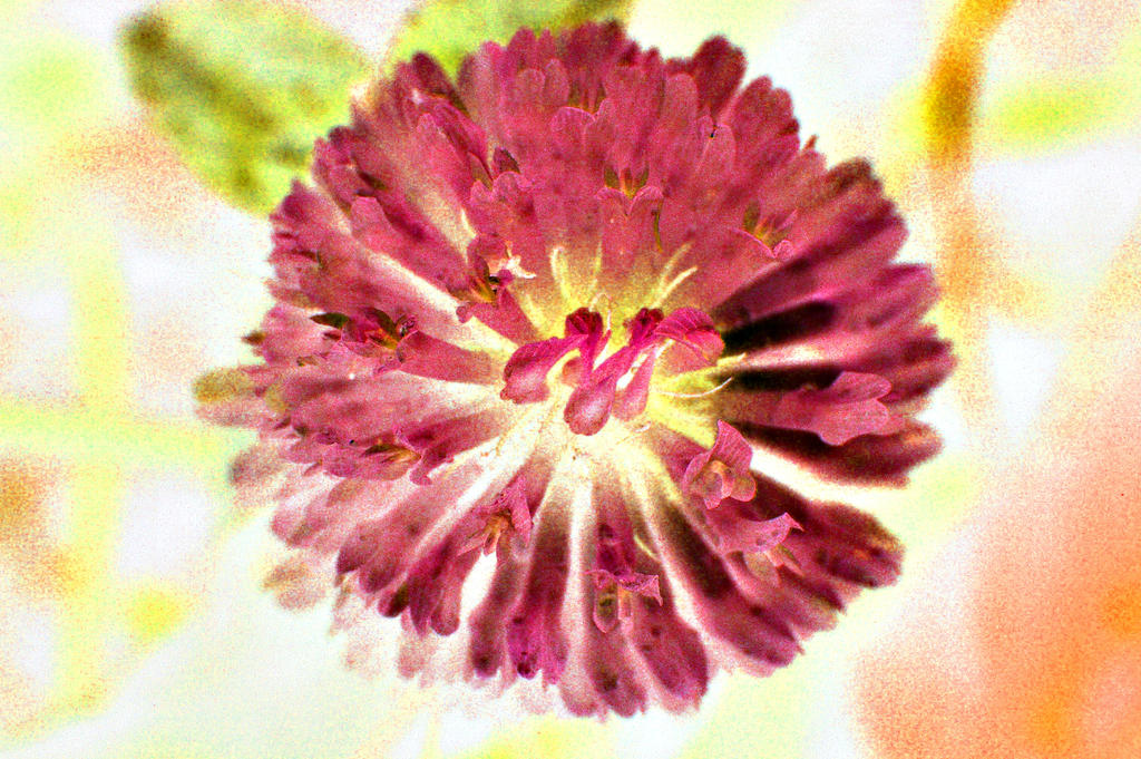 Inverted Rose Flower Inverted Flower by seeberg on DeviantArt