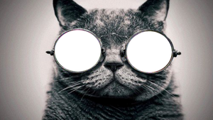 Cat Glasses PNG