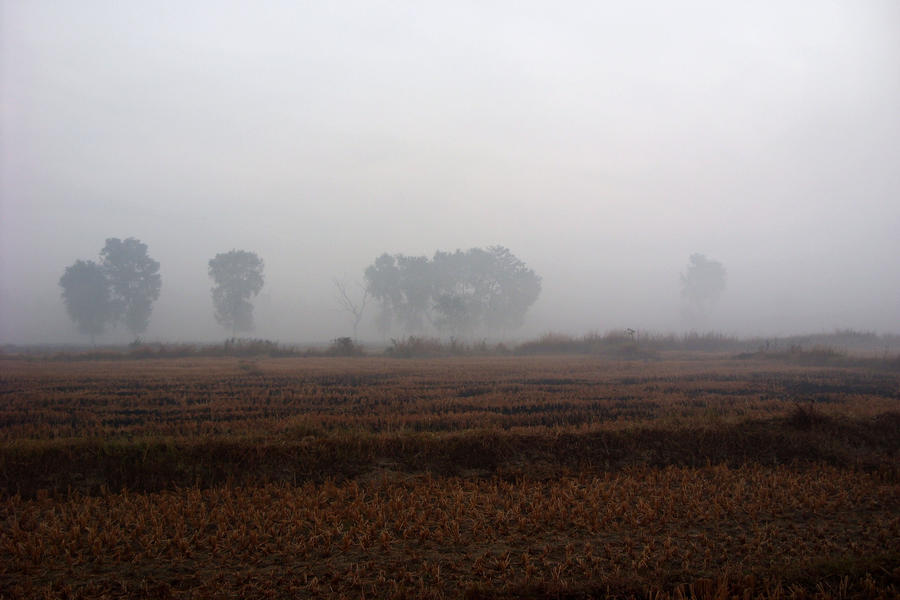 Misty Morning