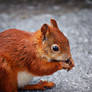 Squirrel II