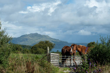 Horses