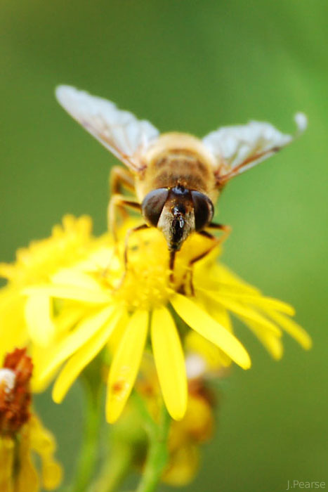 Bee-fly mimic