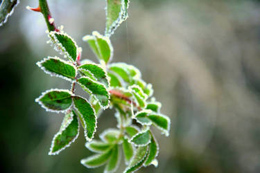 Frozen rose 