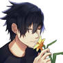 noctis