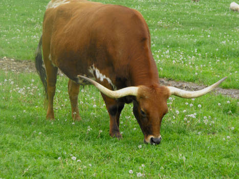 Stock: Bull IV