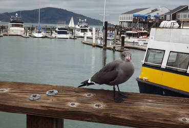 Grey Seagull