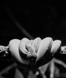 Zoo Berlin - Snake 1