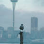 Gull in Seattle