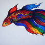 Simese Fighting Fish - Betta