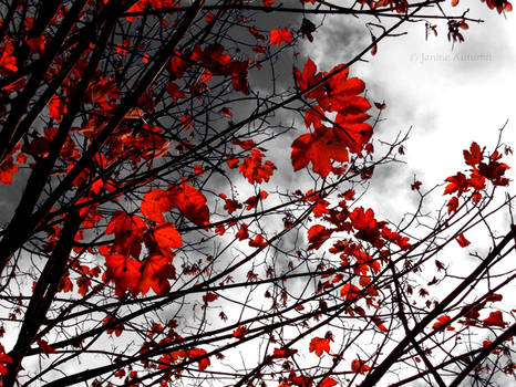 red autumn