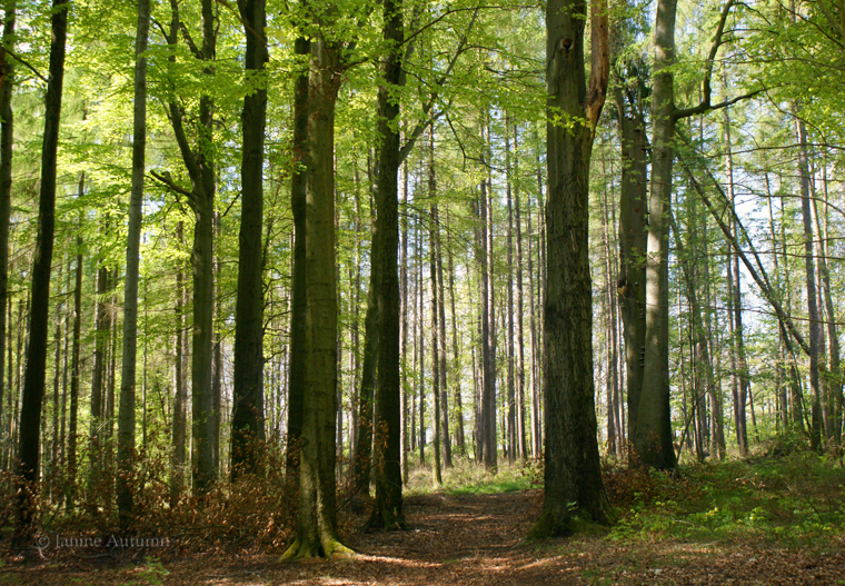 Spring Forest