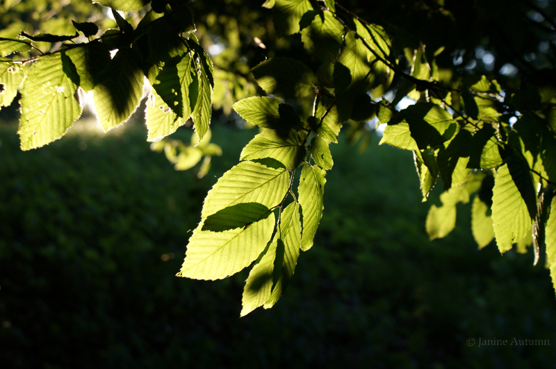 Leaves