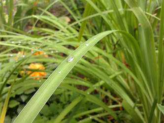 dew on iris leafs [3]