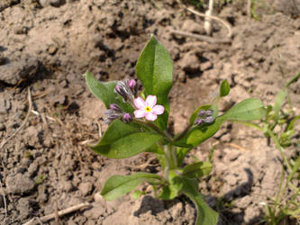 pink forget-me-not