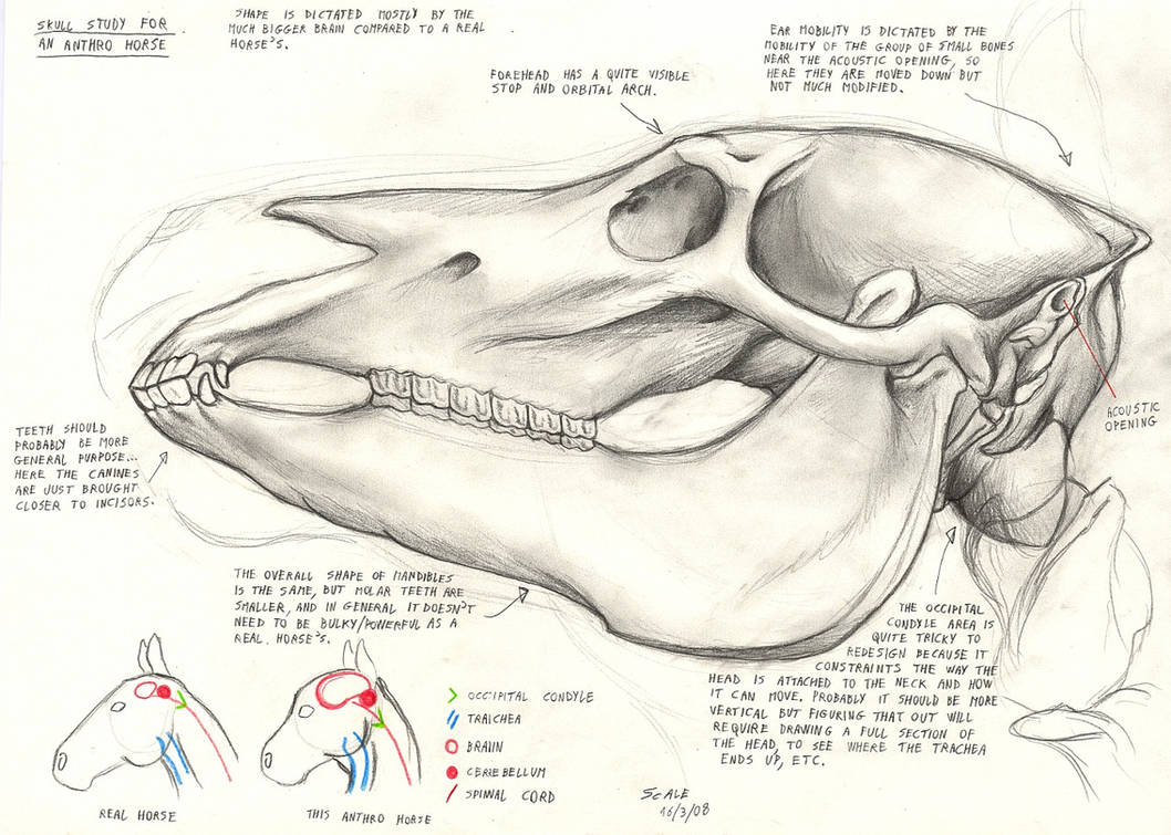 Horse Anatomy Head Bone