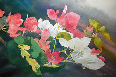 Bougainvillea