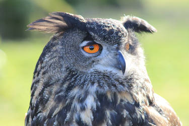 Eagle Owl