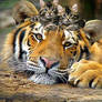 Tiger-and-cute-kittens-1