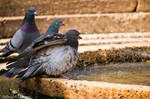 Pigeons 2009 April 11th - 1 by LoOoPx128