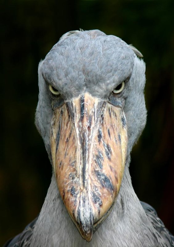 The Shoebill