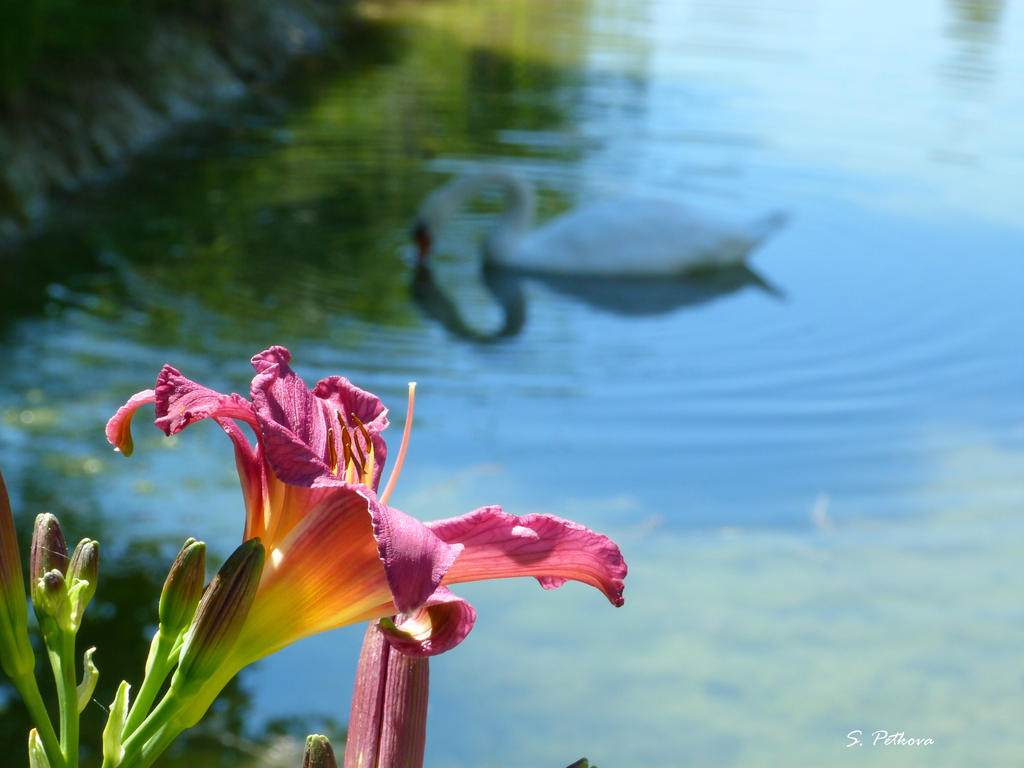 Swan lake