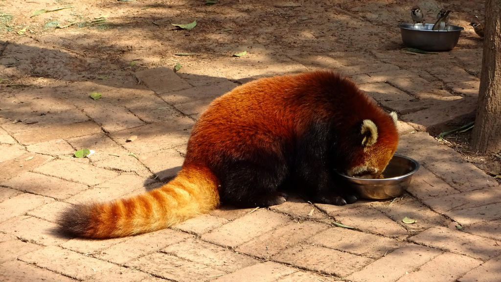 Hungry Red Hungry Red Panda by Daveyburr on DeviantArt