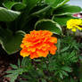 Orange and Yellow Flowers