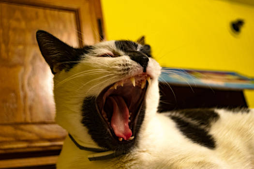 Yawning Cat