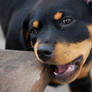 rottweiler pup