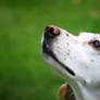 english setter