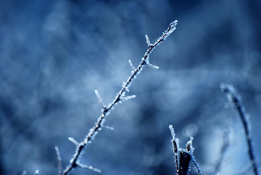 blue frost