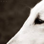 borzoi close up