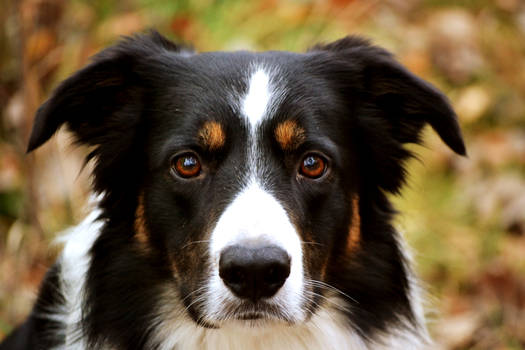 Border collie photo