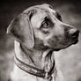 Rhodeisan ridgeback dog