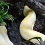 Albino Python