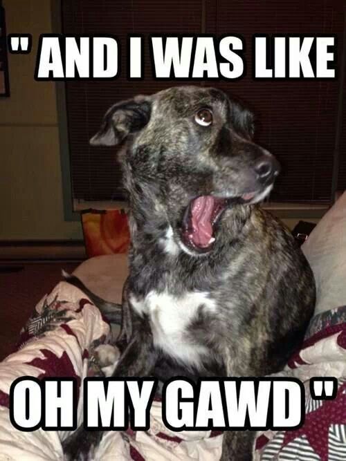 Dog funny captions by sparkleamber0005 on DeviantArt Dog funny captions by sparkleamber0005 on DeviantArt